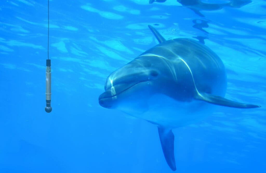 Digitizer cards convert dolphin sonar clicks to mouse clicks 2 Digitizer cards convert dolphin sonar clicks to mouse clicks
